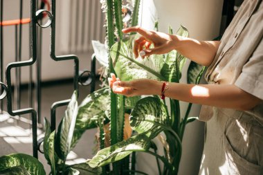 Bir bahçıvan çiçekçisinin elleri ile sulu incir yaprakları tutar, tanınmayan bir kadın, ışık ve gölge oyunu