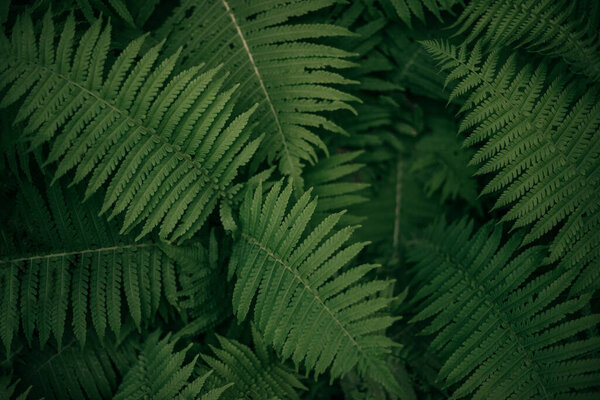 closeup photo of green fern in nature, leaf for background, no people in Plant