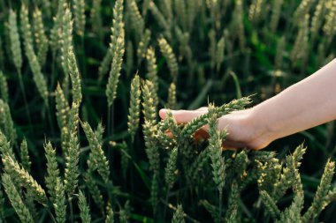 Yeşil buğday tarlası ve mısır gevreği sıralayan kadın eli. Güzellik ve sağlık. Yüz ve vücut bakımı. Kozmetik endüstrisindeki malzemeler. Saç bakımı Doğal Kozmetik. Güzellik salonları. Organik. 