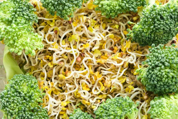 Broccoli Sprouts Macro Detail — Stock Photo, Image