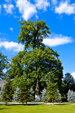 Pitoresk eski oak Park