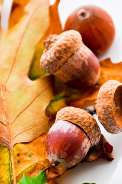 Sarı yapraklar ve acrons