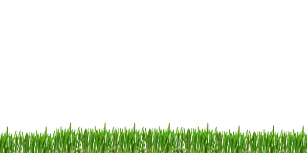 Green grass leaves — Stock Photo, Image