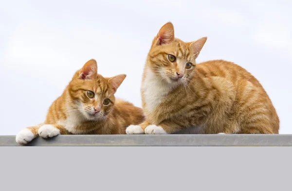 İki kedi eşit arıyorsunuz.