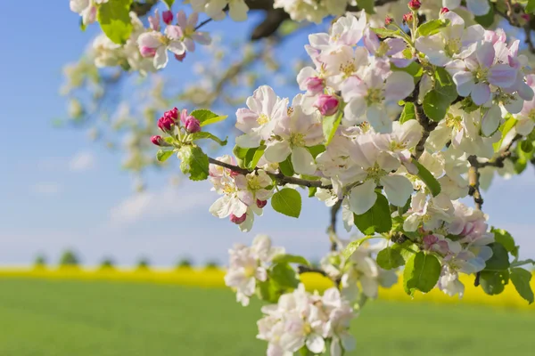 Güneşli bir günde elma çiçeği
