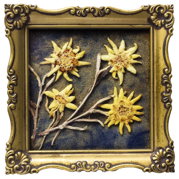 Yaşlı kurutulmuş edelweiss