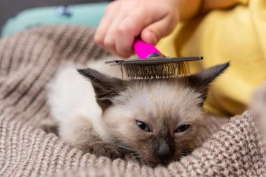 Siyam kedisi besleyen bir çocuk. Tayland kedisi.