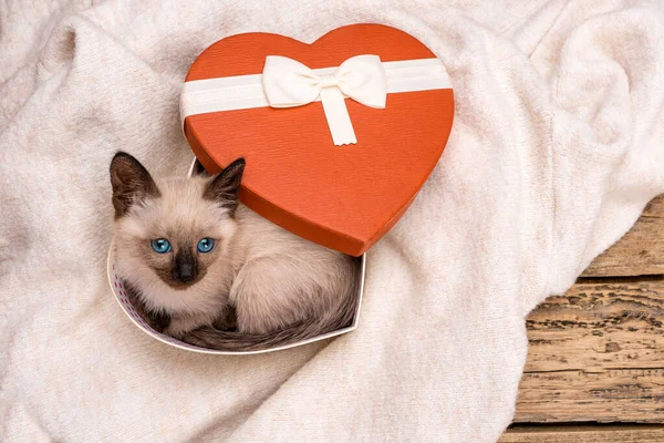 Kotě Dárkové Krabici Podobě Srdce Dárek Února Svatý Valentýn — Stock fotografie