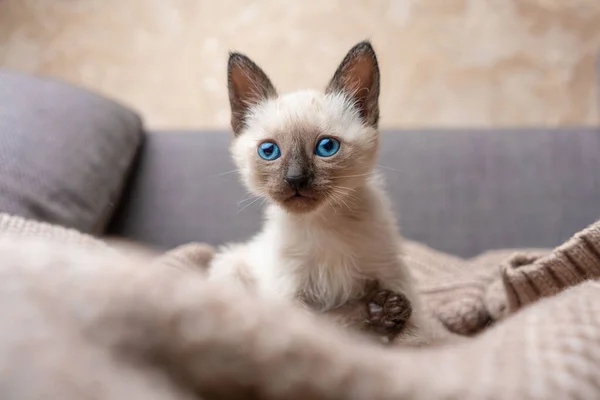 siamese kitten playing. Thai kitten with blue eyes