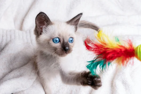 Сіамське Кошеня Бавиться Тайське Кошеня Блакитними Очима Ліцензійні Стокові Фото