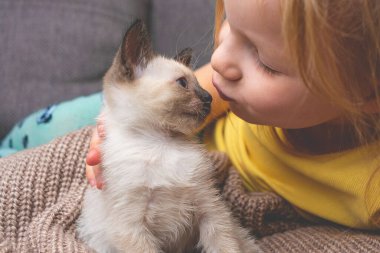 Çocuk bir siyam kedisini öpüyor. Tayland kedisi bir evcil hayvan. kedi ve bebek