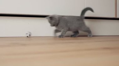 İngiliz kedi yavrusu evde bir oyuncakla oynuyor. Evcil hayvan. İngiliz kedicik.