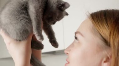 Kız bir İngiliz kedisini okşuyor. İngiliz kedi yavrusunu yakından çek. Kollarında sevimli bir kedi yavrusu