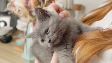 Kız bir İngiliz kedisini okşuyor. İngiliz kedi yavrusunu yakından çek. Kollarında sevimli bir kedi yavrusu