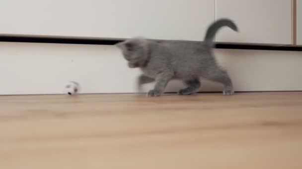 Gatinho Gato Britânico Brinca Com Brinquedo Casa Animal Estimação Gatinho — Vídeo de Stock