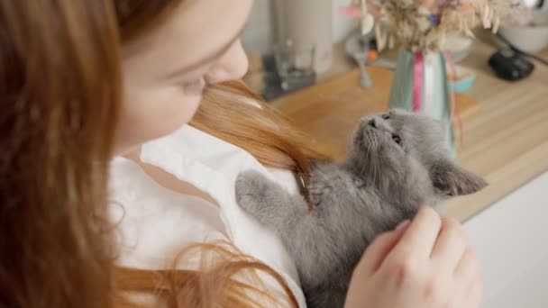 Flicka Smeker Kattunge Brittisk Katt Brittiska Kattungen Närbild Söt Kattunge — Stockvideo