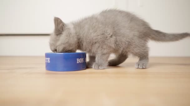 イギリスの猫の子猫はボウルから猫の食べ物を食べる 子猫の餌よ 家に子猫がいて — ストック動画