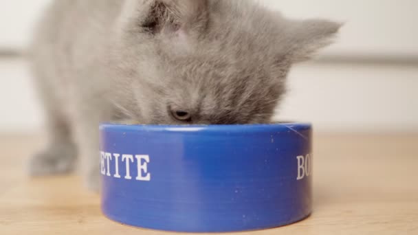 Brittisk Kattunge Äter Kattmat Skål Kattmat Liten Kattunge Hemma — Stockvideo