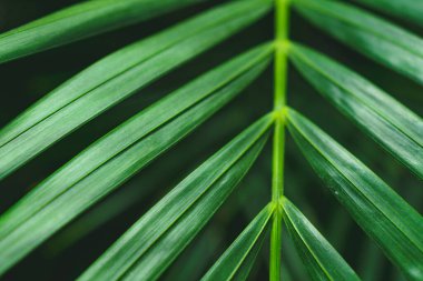 Bir bitkinin yeşil yaprakları. yeşil yaprakların doğal arkaplanı