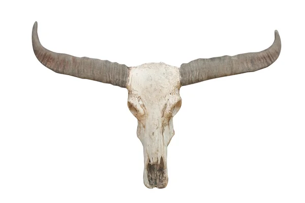 Cráneo de búfalo aislado . — Foto de Stock