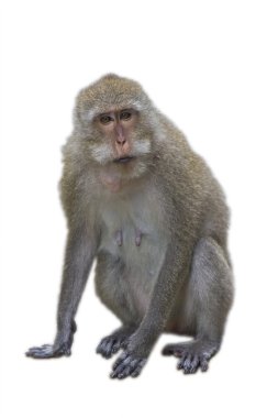 Beyaz bir arka plan karşı izole maymun.