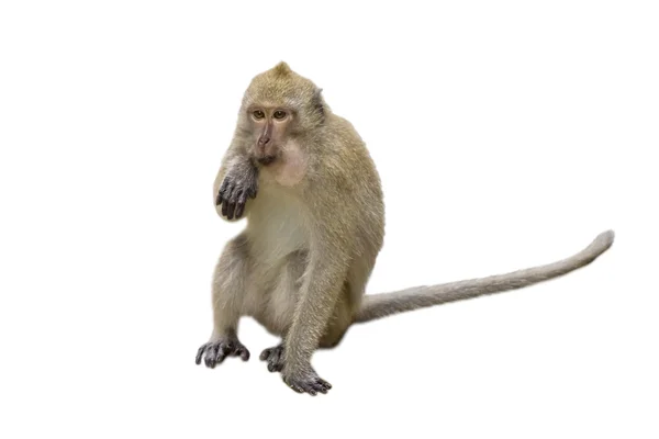 Beyaz bir arka plan karşı izole maymun.