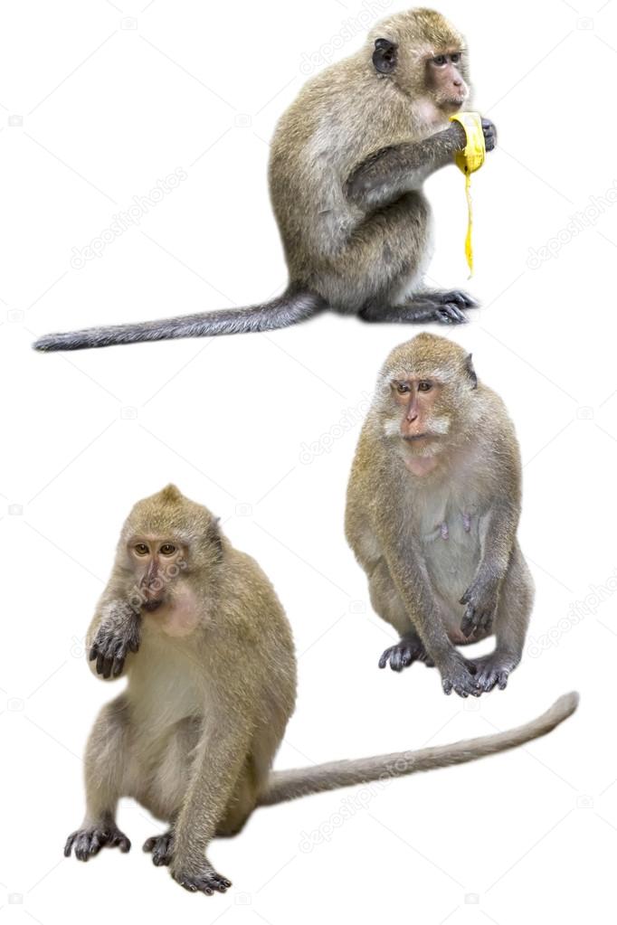 Monkey isolated against a white background.