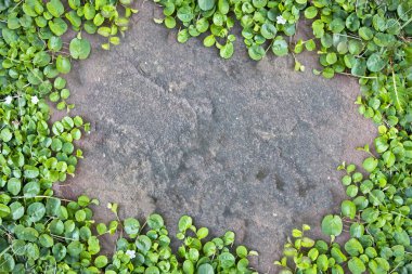 bitki taş pansiyon.