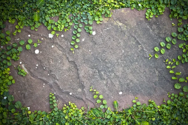 Plant stone board. — Stock Photo, Image