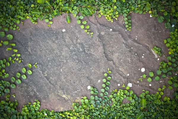 bitki taş pansiyon.