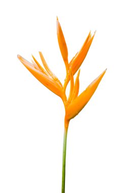 kuş cenneti olarak izole.