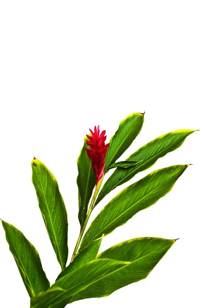 güzel tropik kırmızı zencefil (alpinia purpurata) çiçek.