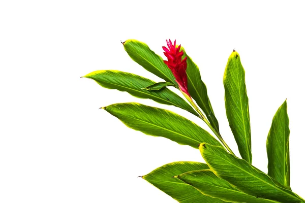 güzel tropik kırmızı zencefil (alpinia purpurata) çiçek.