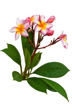 Frangipani (Plumeria)