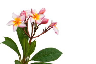 Frangipani (Plumeria)