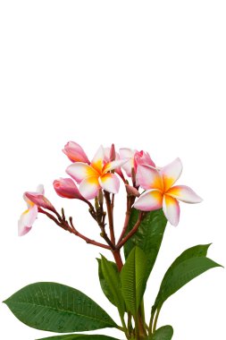 Frangipani (Plumeria)