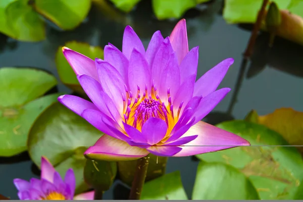 De Violette lotusbloemen. — Stockfoto