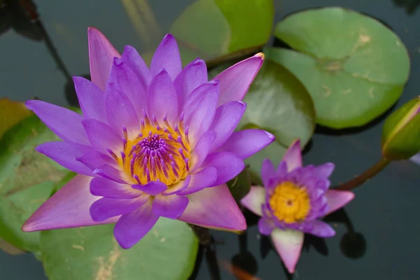 De Violette lotusbloemen. — Stockfoto