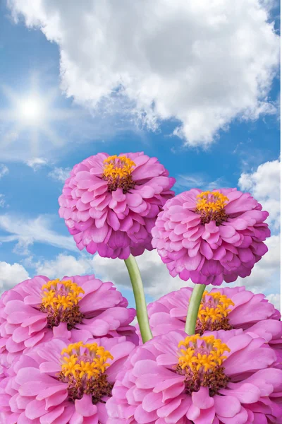 Zinnia ve mavi gökyüzü arka plan üzerinde güneş