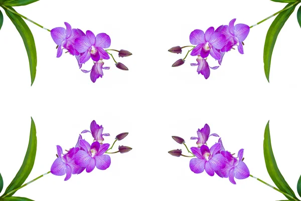 Violette Orchideenblüten. — Stockfoto