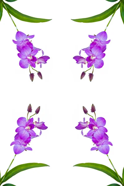 Violette Orchideenblüten. — Stockfoto