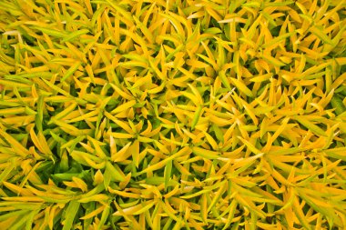 yeşil yapraklar arkaplan.