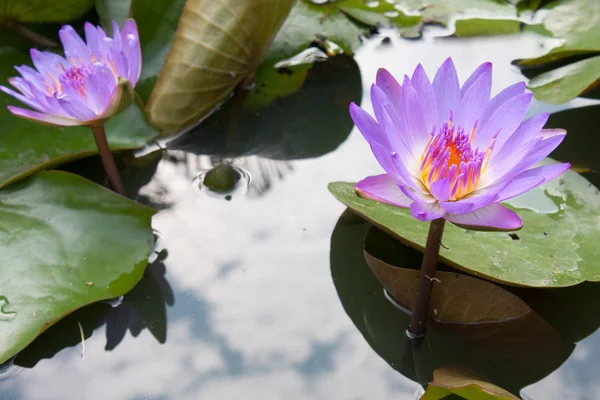 Violet lotus flowers. — Stock Photo, Image