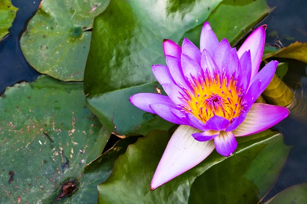 Violet lotusbloemen. — Stockfoto