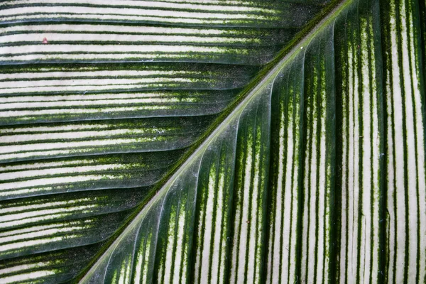 Pola tekstur latar belakang daun hijau Dieffenbachia . — Stok Foto