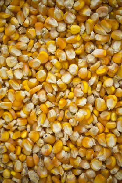 mısır tohumları arka plan.