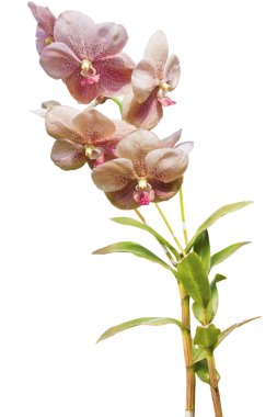 Pembe Tay Orkide çiçekler.(Bu resim içeren kırpma yolu).