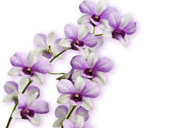 Pembe Tay Orkide çiçekler.(Bu resim içeren kırpma yolu).