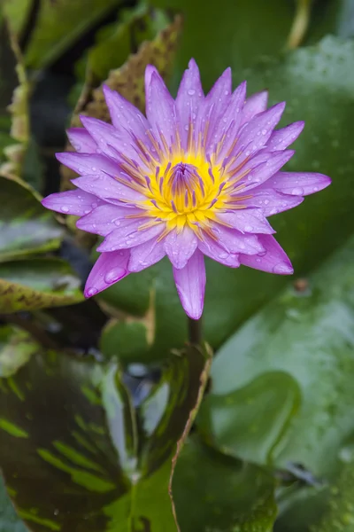 Lotus flower. — Stock Photo, Image