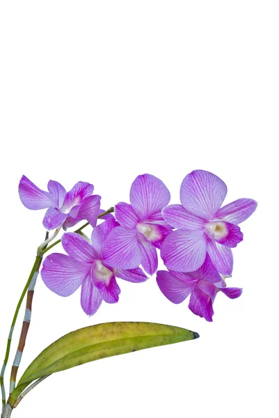 Violette thailändische Orchideen auf isoliert. — Stockfoto